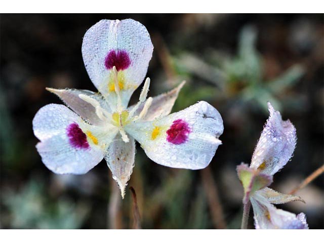 Calochortus eurycarpus (White mariposa lily) #68078