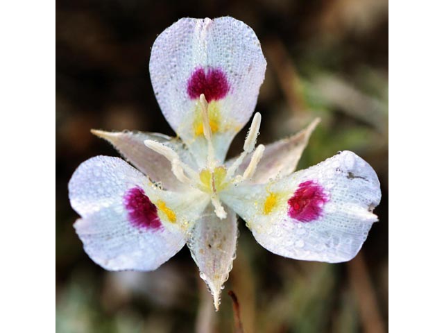 Calochortus eurycarpus (White mariposa lily) #68079