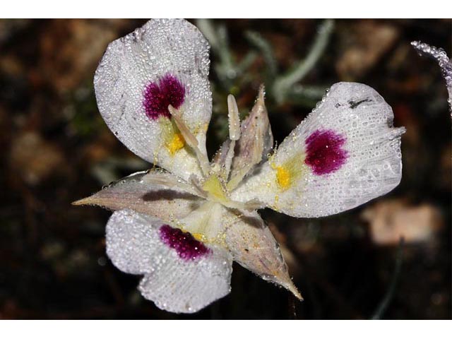 Calochortus eurycarpus (White mariposa lily) #68080