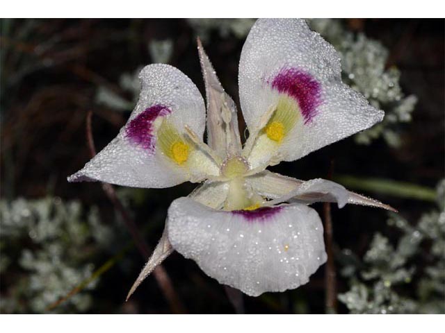 Calochortus eurycarpus (White mariposa lily) #68082