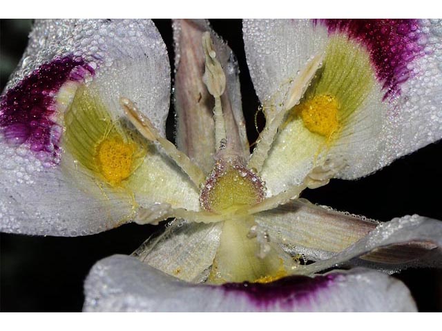 Calochortus eurycarpus (White mariposa lily) #68083