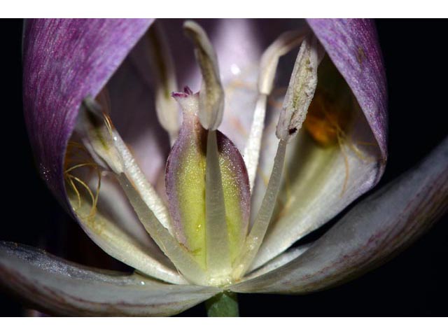 Calochortus eurycarpus (White mariposa lily) #68086