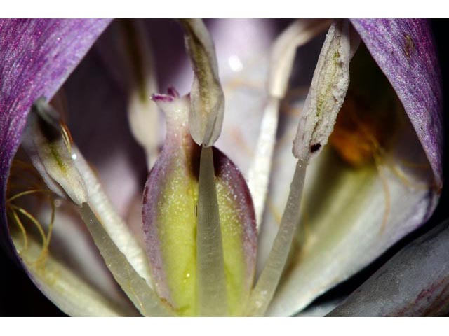 Calochortus eurycarpus (White mariposa lily) #68087