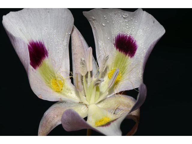 Calochortus eurycarpus (White mariposa lily) #68088
