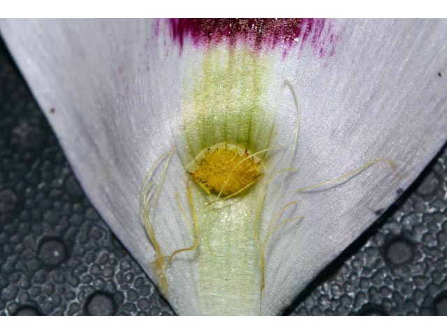 Calochortus eurycarpus (White mariposa lily) #68090