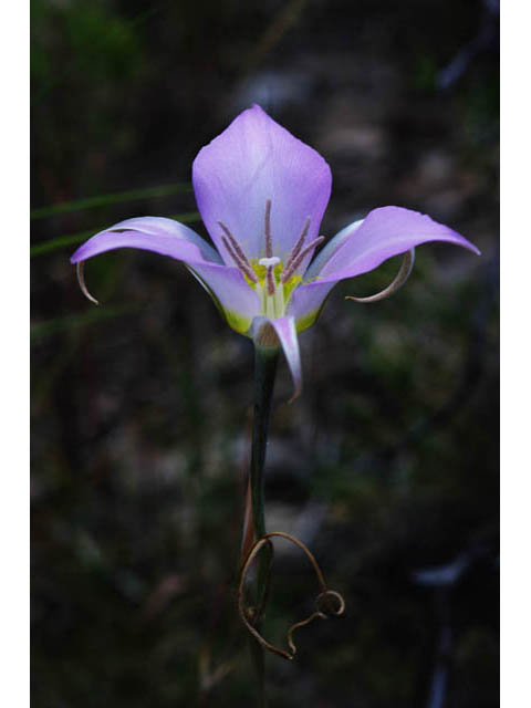 Calochortus macrocarpus (Sagebrush mariposa lily) #68094