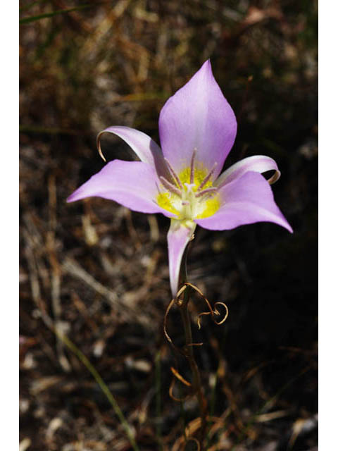 Calochortus macrocarpus (Sagebrush mariposa lily) #68095