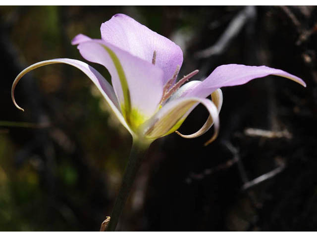 Calochortus macrocarpus (Sagebrush mariposa lily) #68097