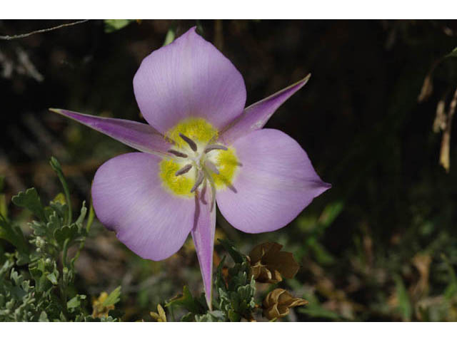 Calochortus macrocarpus (Sagebrush mariposa lily) #68099