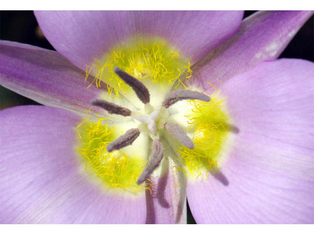 Calochortus macrocarpus (Sagebrush mariposa lily) #68100