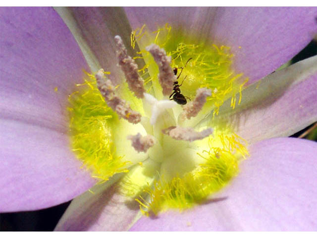 Calochortus macrocarpus (Sagebrush mariposa lily) #68102