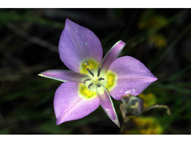 Calochortus macrocarpus (Sagebrush mariposa lily) #68103