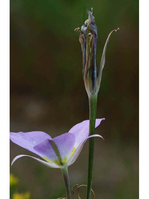 Calochortus macrocarpus (Sagebrush mariposa lily) #68104