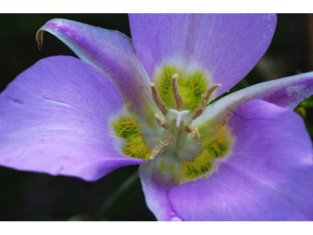 Calochortus macrocarpus (Sagebrush mariposa lily) #68106