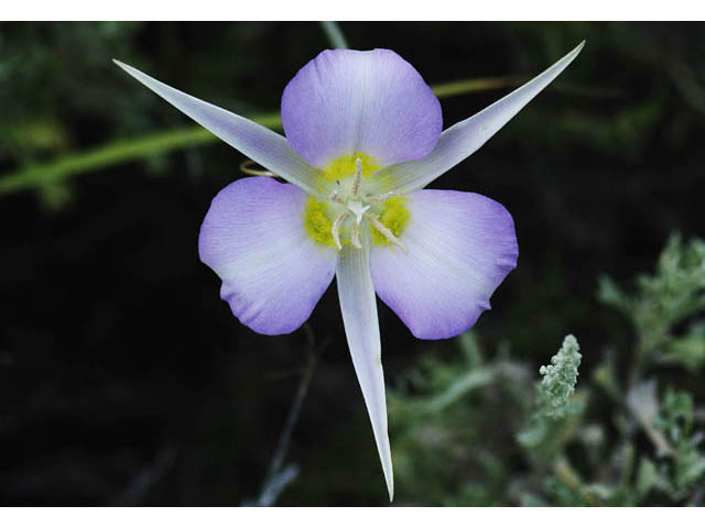 Calochortus macrocarpus (Sagebrush mariposa lily) #68109