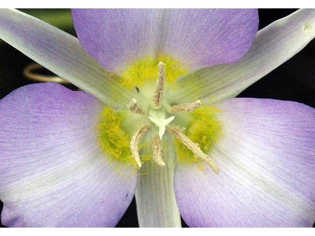 Calochortus macrocarpus (Sagebrush mariposa lily) #68110