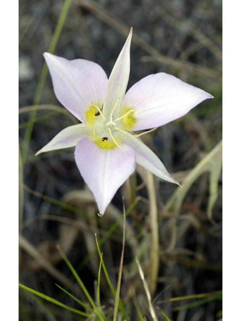 Calochortus macrocarpus (Sagebrush mariposa lily) #68111