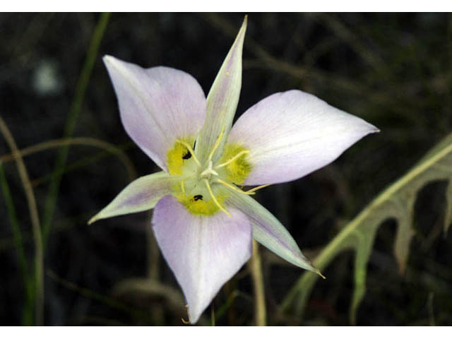 Calochortus macrocarpus (Sagebrush mariposa lily) #68112