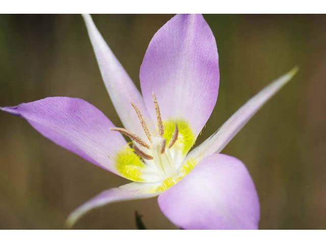 Calochortus macrocarpus (Sagebrush mariposa lily) #68114