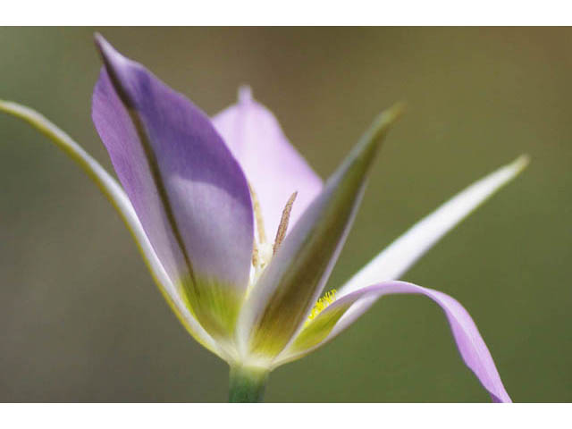 Calochortus macrocarpus (Sagebrush mariposa lily) #68115