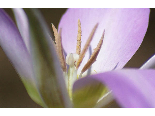 Calochortus macrocarpus (Sagebrush mariposa lily) #68116