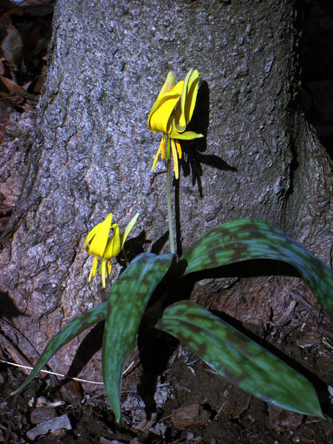 Erythronium americanum (Yellow trout-lily) #69018
