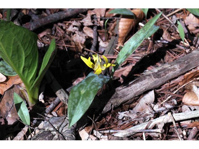 Erythronium americanum (Yellow trout-lily) #69019