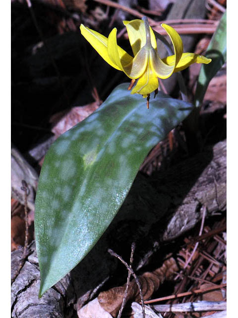 Erythronium americanum (Yellow trout-lily) #69020