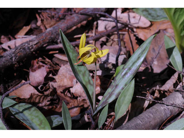 Erythronium americanum (Yellow trout-lily) #69021
