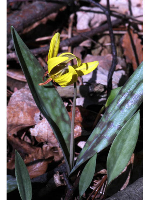 Erythronium americanum (Yellow trout-lily) #69022