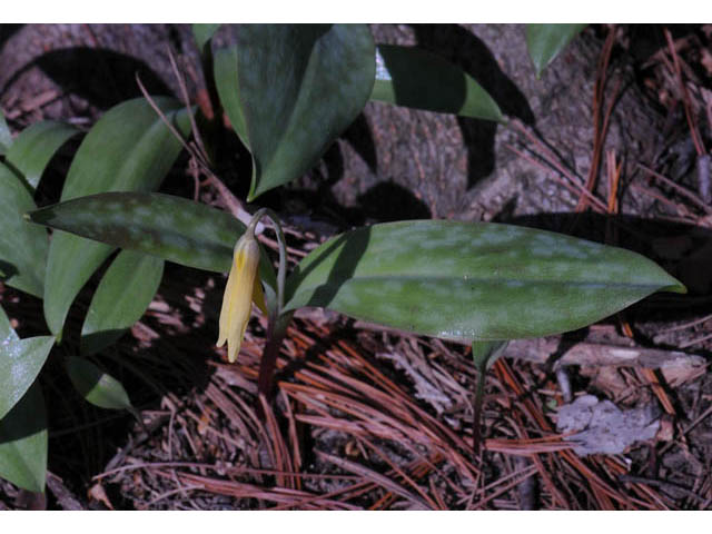 Erythronium americanum (Yellow trout-lily) #69023