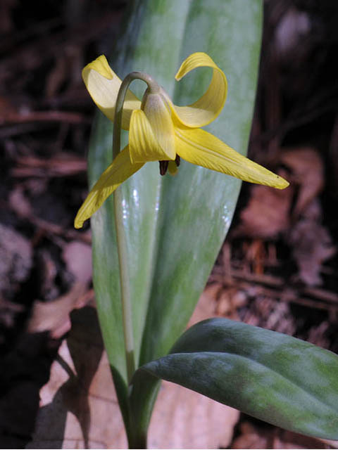 Erythronium americanum (Yellow trout-lily) #69024