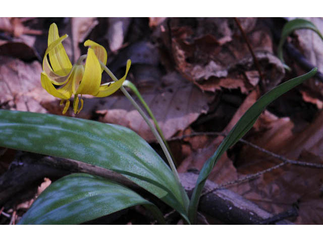 Erythronium americanum (Yellow trout-lily) #69025