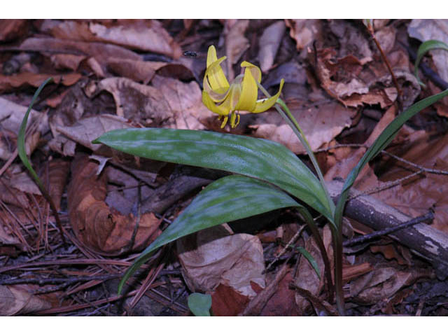 Erythronium americanum (Yellow trout-lily) #69026