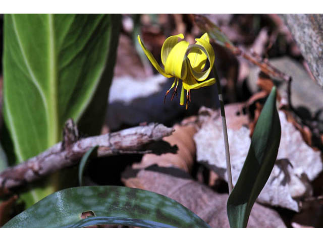 Erythronium americanum (Yellow trout-lily) #69027