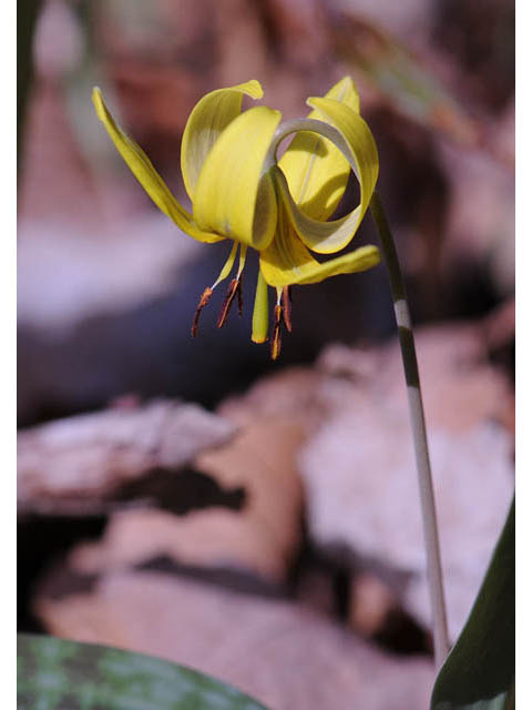 Erythronium americanum (Yellow trout-lily) #69028