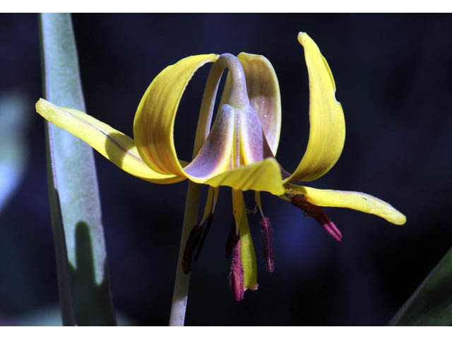Erythronium americanum (Yellow trout-lily) #69030