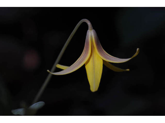 Erythronium americanum (Yellow trout-lily) #69031
