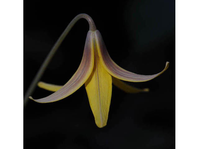 Erythronium americanum (Yellow trout-lily) #69032