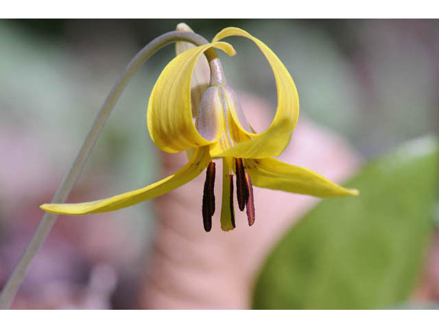 Erythronium americanum (Yellow trout-lily) #69033