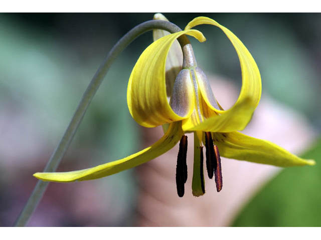 Erythronium americanum (Yellow trout-lily) #69034