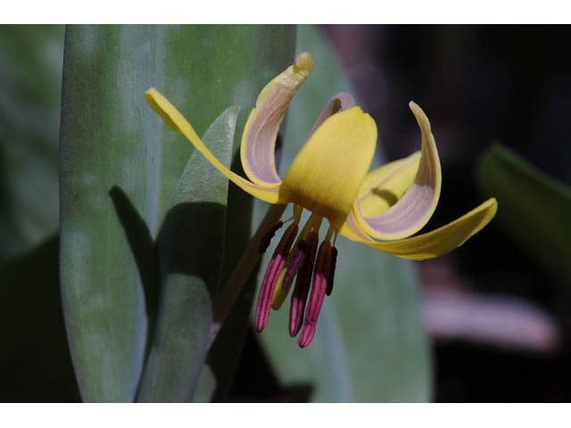 Erythronium americanum (Yellow trout-lily) #69035