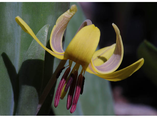 Erythronium americanum (Yellow trout-lily) #69036