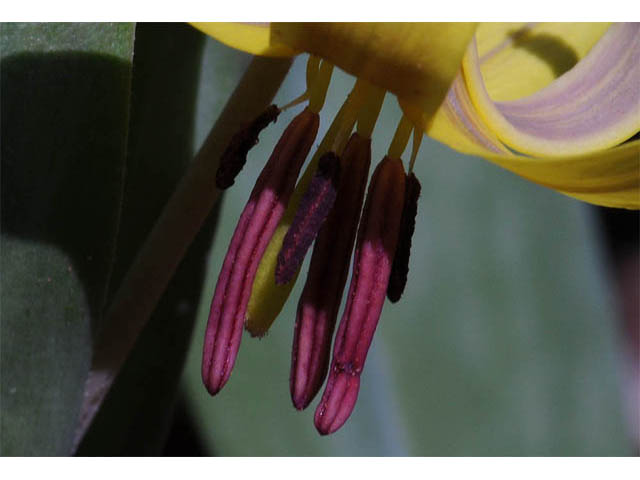 Erythronium americanum (Yellow trout-lily) #69037