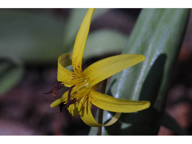 Erythronium americanum (Yellow trout-lily) #69038