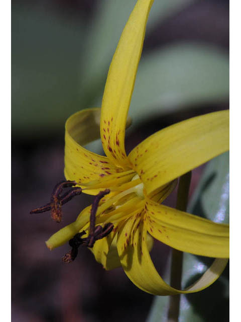 Erythronium americanum (Yellow trout-lily) #69039