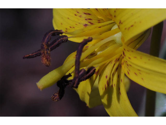 Erythronium americanum (Yellow trout-lily) #69040