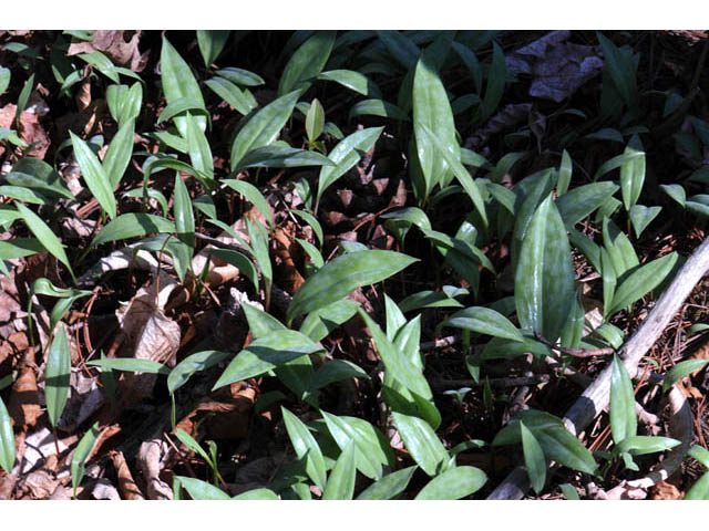 Erythronium americanum (Yellow trout-lily) #69041