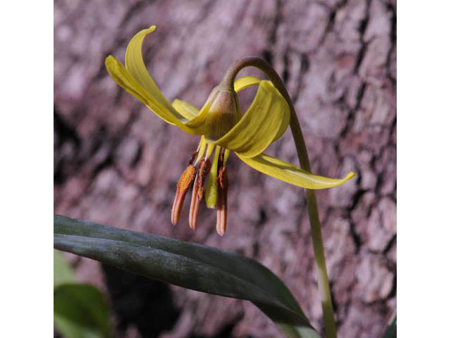 Erythronium americanum (Yellow trout-lily) #69044