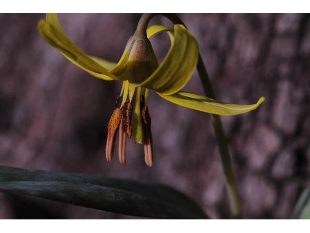 Erythronium americanum (Yellow trout-lily) #69045